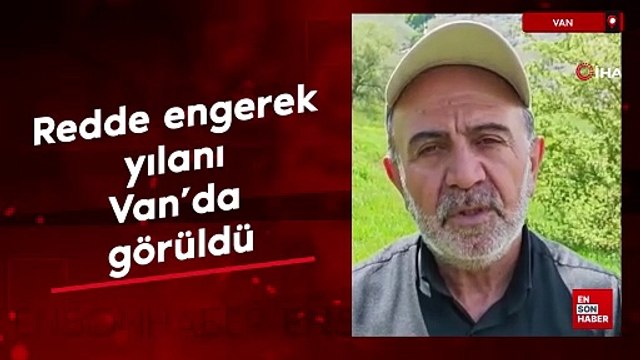Türkiye’nin en zehirli yılan türlerinden redde engerek yılanı Van'da görüldü