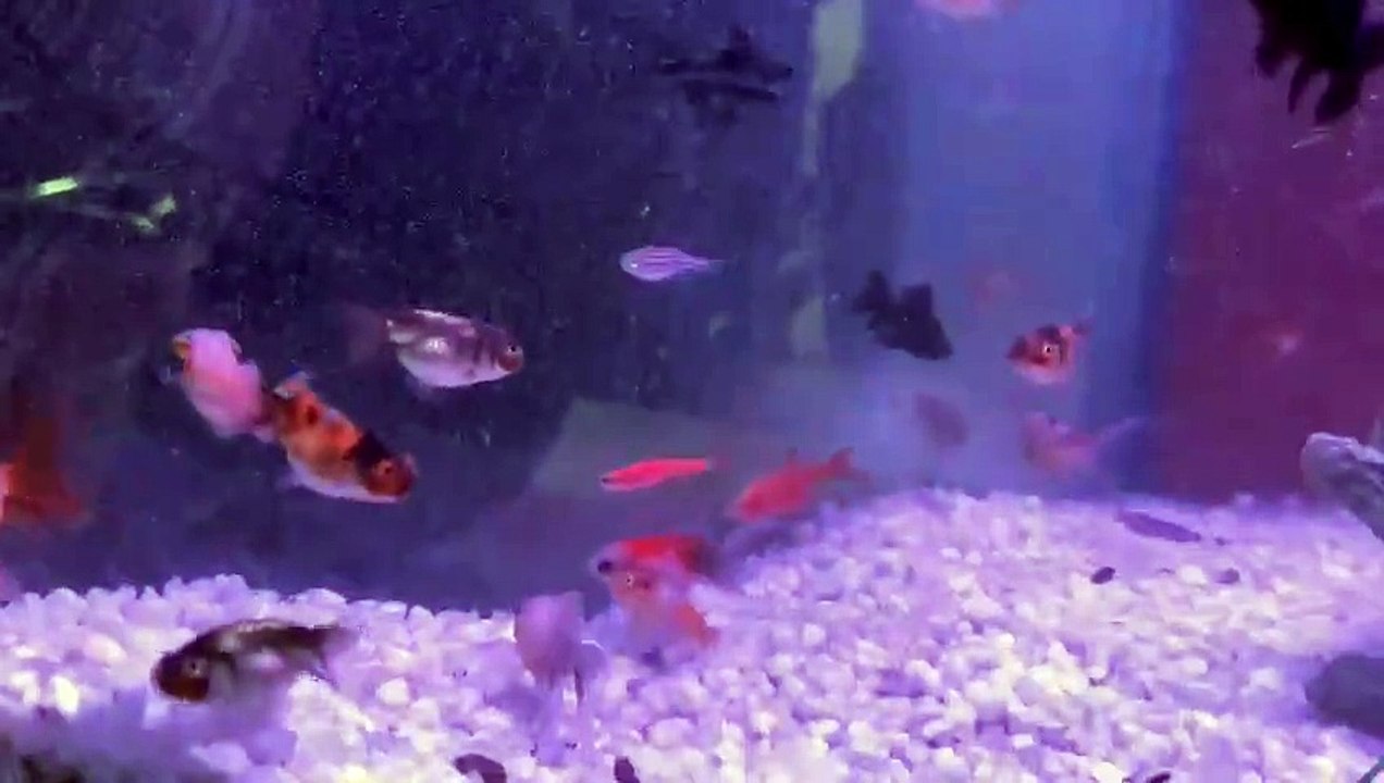 fish aquarium | new fish arrived