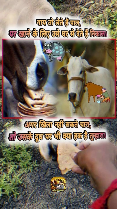 गाय का हाल   #shorts #shortsfeed #cow #trending #ShriKaviKumar