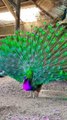 Beautiful Peacock animal color full