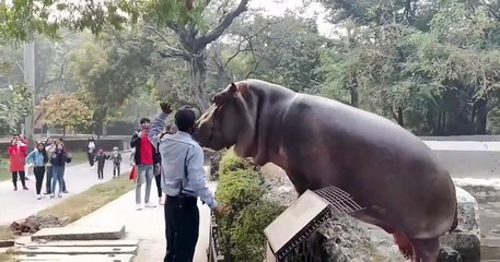 Security guard risking his life to save incredibly unalarmed zoo visitors from a hippo