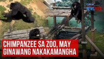 Chimpanzee sa zoo, may ginawang nakakamangha | GMA Integrated Newsfeed