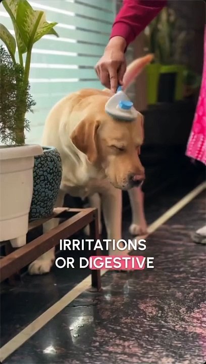 Are You Considering Goat Milk Powder for Pets to Boost Your Pet's Health and Well-being?