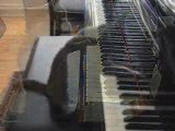 Un chat qui joue au piano
