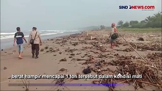Warga Terpaksa Bakar Bangkai Ikan Duyung 4 Meter yang Terdampar di Pesisir Pantai Lebak