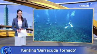 Rare Barracuda Spectacle Caught on Camera by Taiwanese Diver