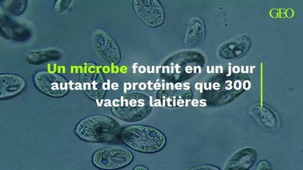 Un microbe fournit en un jour autant de protéines que 300 vaches laitières