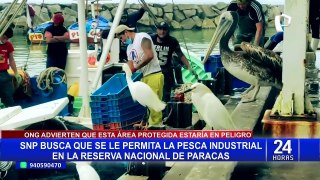 SNP busca que se le permita la pesca industrial en la Reserva Nacional de Paracas