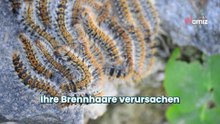 Spaziergängerin findet extrem gefährliches, braunes Ding auf dem Boden!
