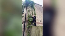 Gardening fail: Man drops 8ft after ripping off an ivy branch