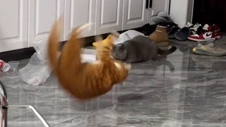 Katze überrascht Kumpel mit einem Salto