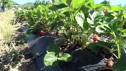 Malatya'da 5 dönümle başladı, 36 dönüme çıkardı ama siparişlere yetişemiyor: Tarlada kilosu 60 TL!