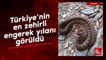Şemdinli’de Türkiye’nin en zehirli engerek yılanı görüldü