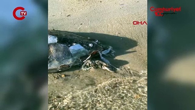 Edirne’de sahile ölü caretta caretta vurdu