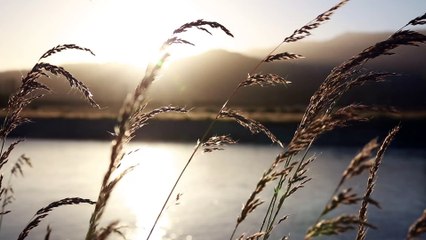 2480792-hd_1920_1080_24fps