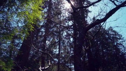 1500215-hd_1920_1080_24fps