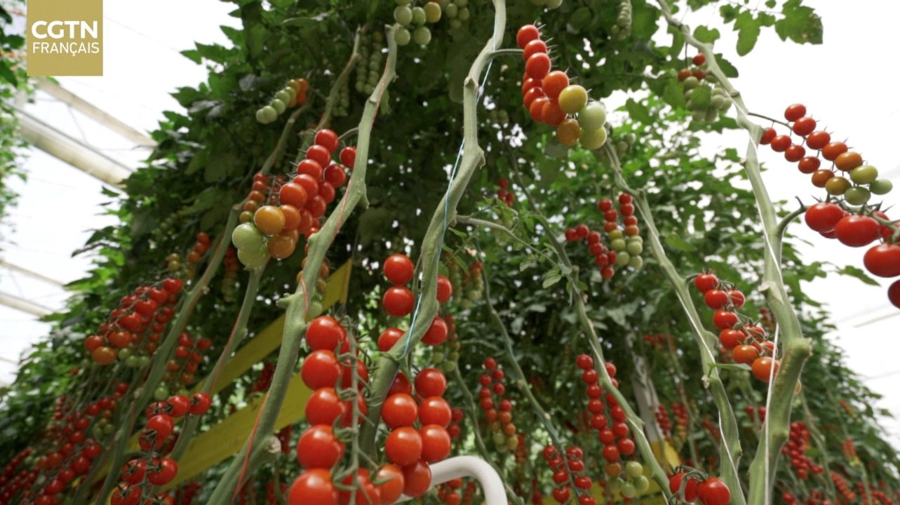 Les tomates cerises créent une grande industrie...