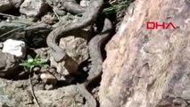 Türkiye'nin en zehirli yılanı redde engerek görüntülendi