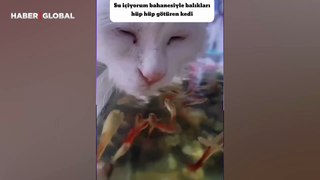 Suyu içme bahanesi ile balıkları hüp hüp götüren kedi kahkahaya boğdu