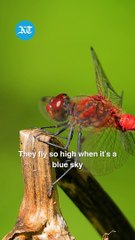 Are dragonflies the new dolphins?
