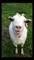 When Goats  Speak with Their Tongues  Hilarious Encounters | Goat funny