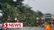 Heavy rain causes multiple trees to fall onto roads in the Klang Valley