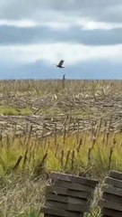 Mother hare trying to protect her babies from a hawk