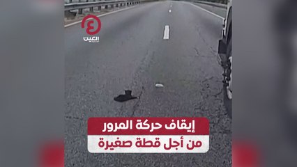 إيقاف حركة المرور من أجل قطة صغيرة