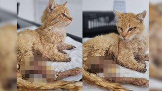 Kayseri'de vahşet! Ayakları kesilmiş halde bulunan kedi öldü