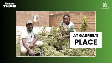 Green Thumb: At Gabriel's place