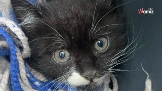 Lyon : tombé dans un vide sanitaire, un chaton mobilise les efforts de tout un quartier