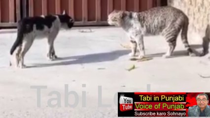 Cat is not ready for Date: Then What's Happened