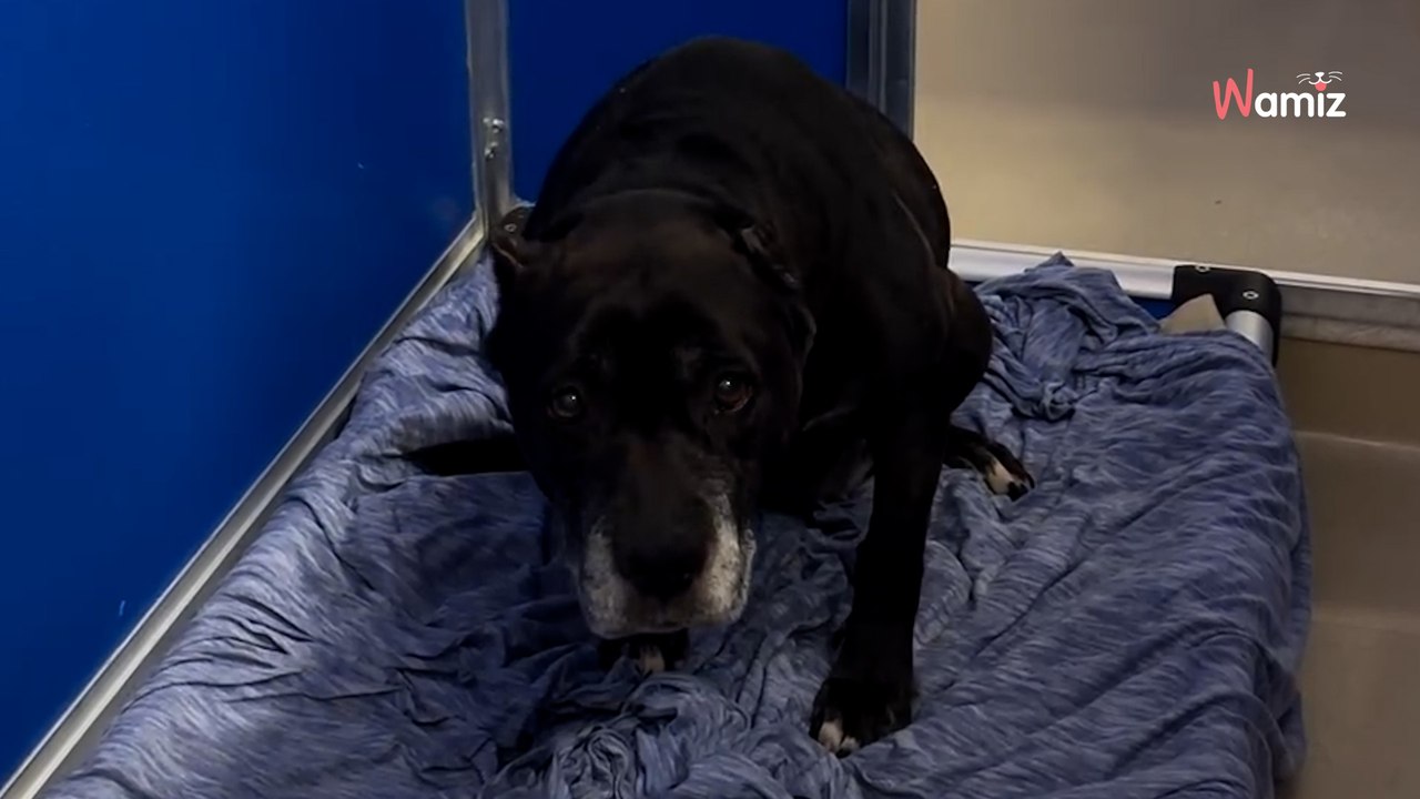Abandonné à 14 ans pour une raison bouleversante, ce chien avait juste besoin d’un peu d’amour