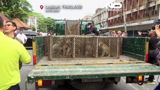 NO COMMENT: Un pueblo tailandés utiliza frutas maduras para atrapar monos ladrones