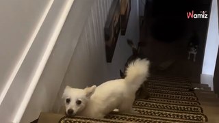 Elle a déjà un chien handicapé mais en adopte un second : le lien qui unit les deux animaux est très spécial (vidéo)