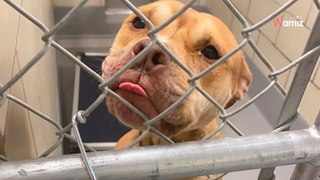 La veille de son euthanasie en fourrière, cette chienne maltraitée a supplié les soigneurs pour rester en vie