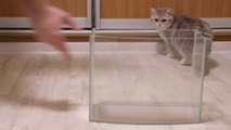 Kittens and Cats learn Сatches FISH.  Too funny  Too cute