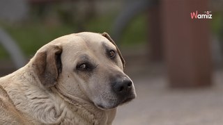Le vétérinaire lui conseille d’euthanasier son chien : 1 an plus tard, elle crie en découvrant la vérité