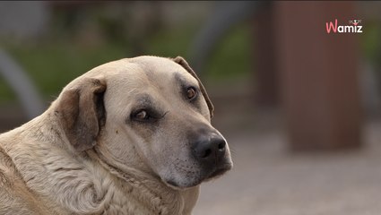 Le vétérinaire lui conseille d’euthanasier son chien : 1 an plus tard, elle crie en découvrant la vérité