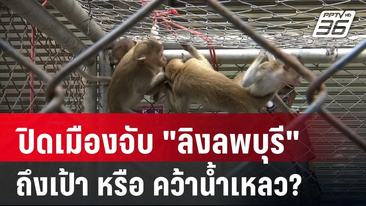 ปิดเมืองจับ "ลิงลพบุรี" ถึงเป้า หรือ คว้าน้ำเหล...