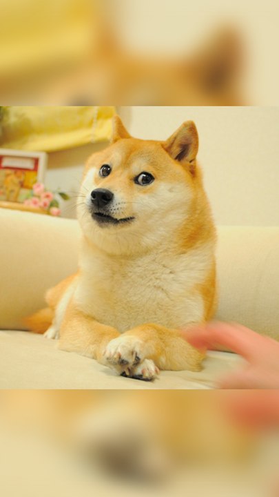 La chienne favorite d’Internet est morte