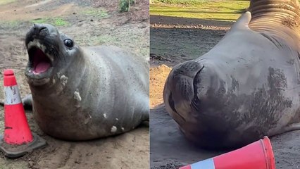 Meet Neil - the seal causing a stir Down Under by blocking roads