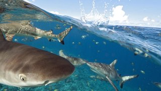 Shark breaks world record with 17,000-mile swim across Pacific Ocean