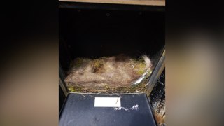 Kent County Council apologies after worker kills birds nesting inside letterbox