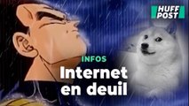 Kabosu, la chienne surnommée le « Doge » et à l’origine d’un des plus célèbres mèmes internet, est morte