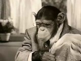 1960s Post cereal TV commercial - chimps having breakfast 2