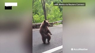 Passengers baffled by unusual sight of side-walking bears