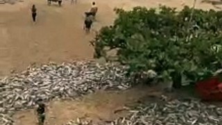 Pescadores capturam quase 30 mil tainhas em Bombinhas
