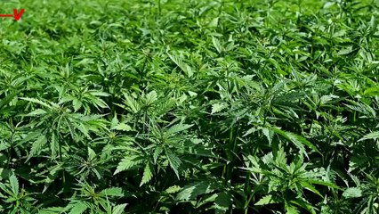 American Now Has More Daily Cannabis Users Than Daily Drinkers