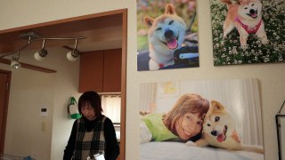 Muere Kabosu, la perrita japonesa de los memes virales